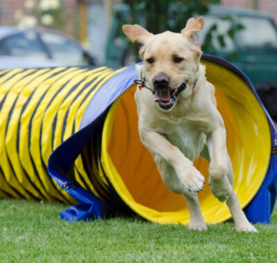 Quel sport pour mon chien?