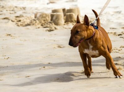 Mon chien tire en laisse, que puis je faire ?