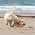 La dysplasie de la hanche, savoir la reconnaitre et aider votre chien