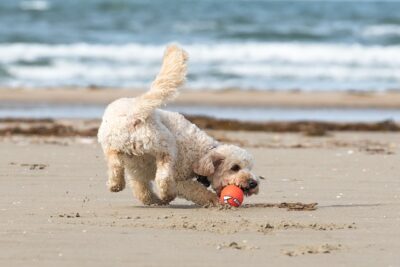 chien dysplasie de la hanche