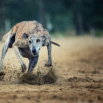 Echauffement et récupération du chien de sport