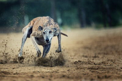 Echauffement et récupération du chien de sport